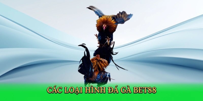 Hệ thống các trò chơi chọi gà chỉ có tại Bet88