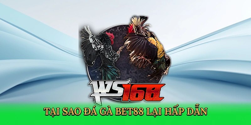 Trải nghiệm sảnh gà chọi chuyên nghiệp